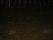 44.jpg - 2011:07:17 23:56:26