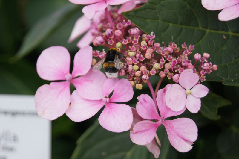 Viewing photos→2011→2011-07-20→11