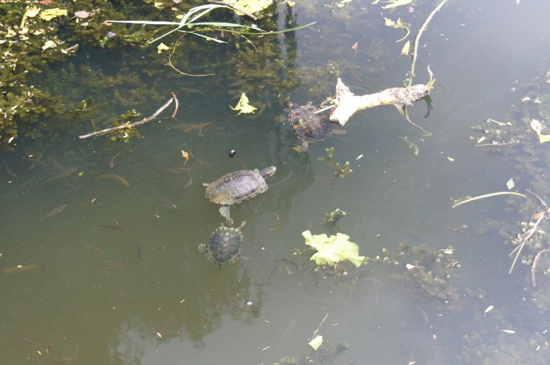 Viewing photos→2011→2011-07-20→26