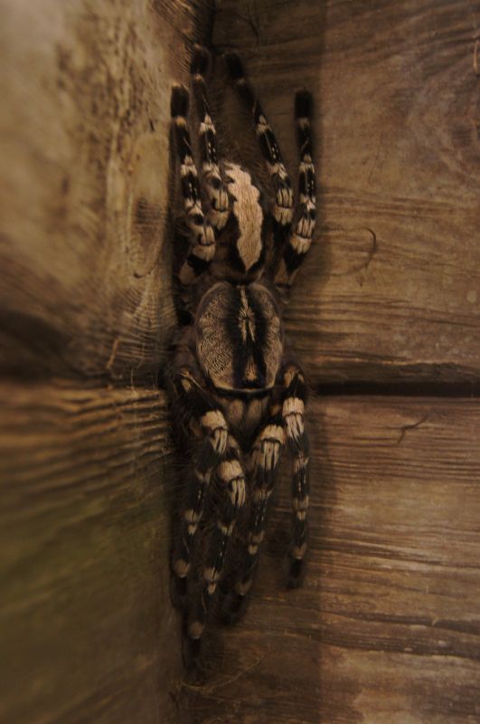 <i>Theraphosidae</i>, Tarantula