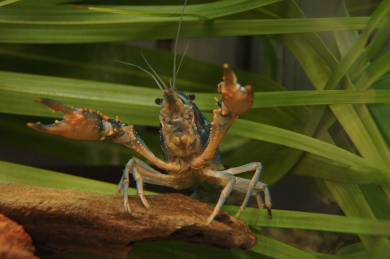 <i>Procambarus clarkii</i>, Red Swamp Crawfish