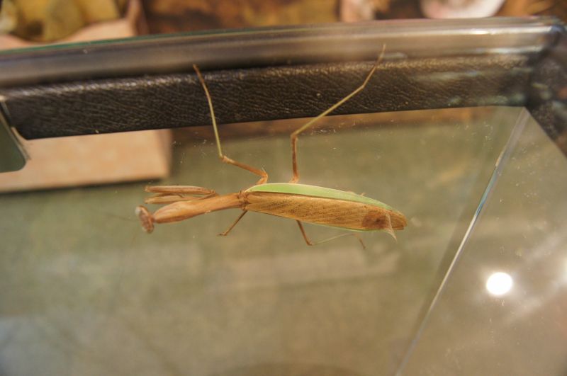 <i>Tenodera andifolia</i>, Chinese Praying Mantis
