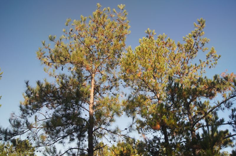 Viewing photos→2011→2011-10-25→17