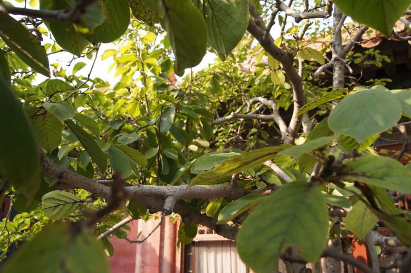 Viewing photos→2012→2012-10-19→078