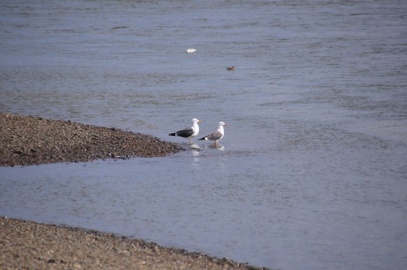 Viewing photos→2013→2013-03-29→09