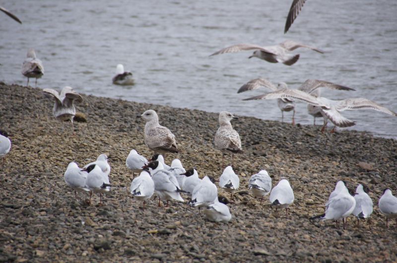 Viewing photos→2013→2013-03-29→25