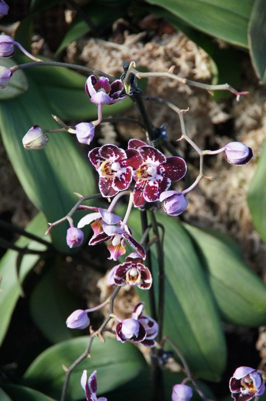 Viewing photos→2014→2014-03-07→26