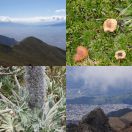 2014-04-28<br/>
<b>Rucu Pichincha, Quito, Ecuador</b>
