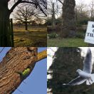 2015-02-08<br/>
<b>Bushy Park, Richmond upon Thames</b>
