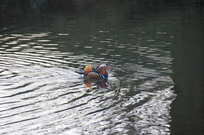 Viewing photos→2015→2015-02-08→04