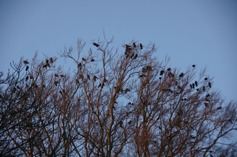 Viewing photos→2015→2015-02-08→09