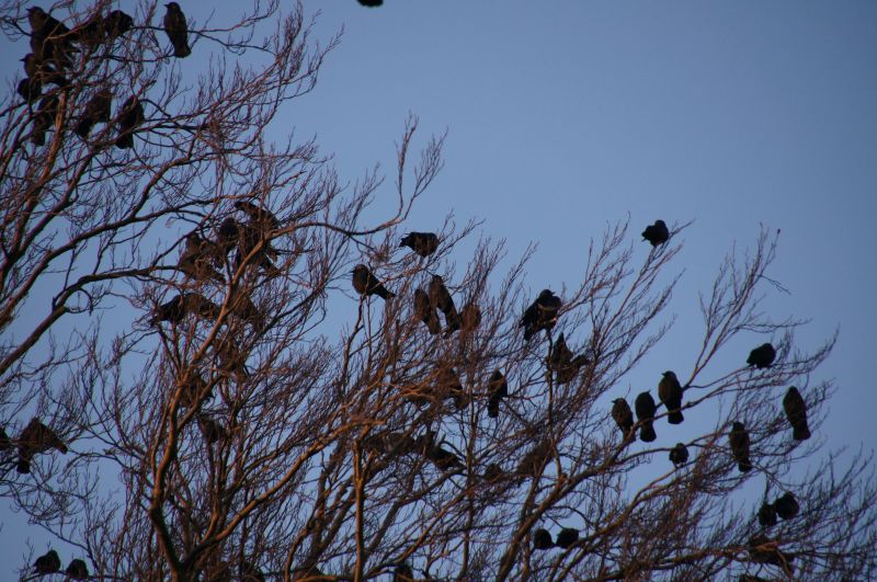 Viewing photos→2015→2015-02-08→10