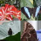 2015-03-08<br/>
<b>RHS Wisley (Butterfly exhibition)</b>
