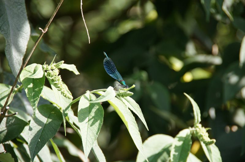 Viewing photos→2015→2015-07-18→34