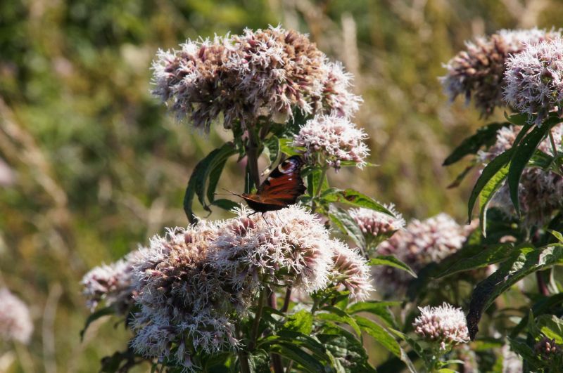 Viewing photos→2015→2015-08-16→41