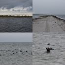 2015-11-21<br/>
<b>Måkläppen, Sweden</b>
