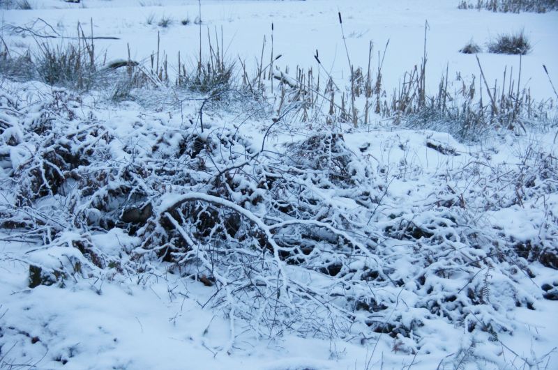 Viewing photos→2016→2016-01-06→40