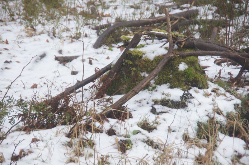 Viewing photos→2016→2016-01-06→57