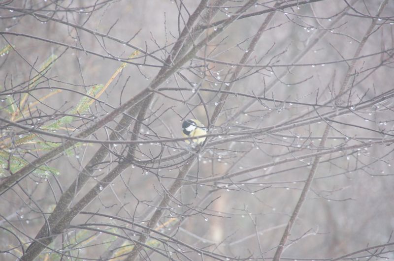 Viewing photos→2016→2016-01-06→63