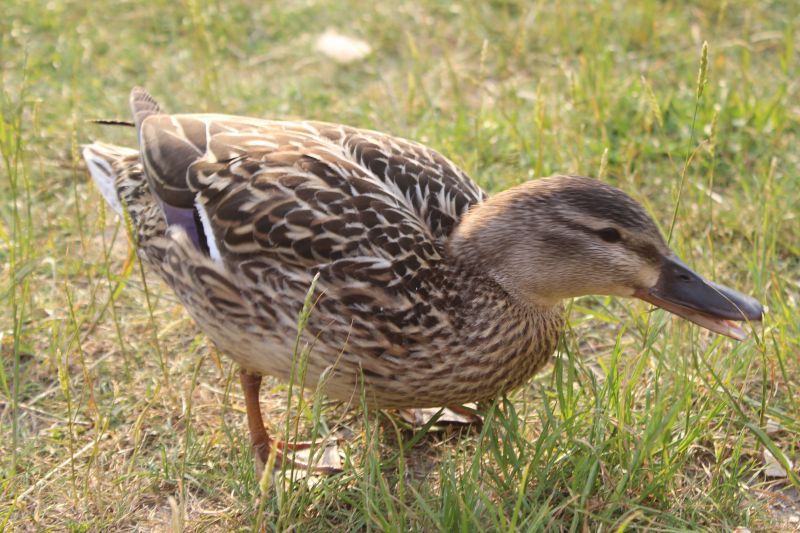 Viewing photos→2016→2016-06-07→16