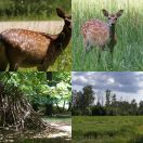 2016-06-12<br/>
<b>Jægersborg Dyrehave, Klampenborg</b>
