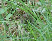 17a.jpg - 2016:06:12 13:41:05