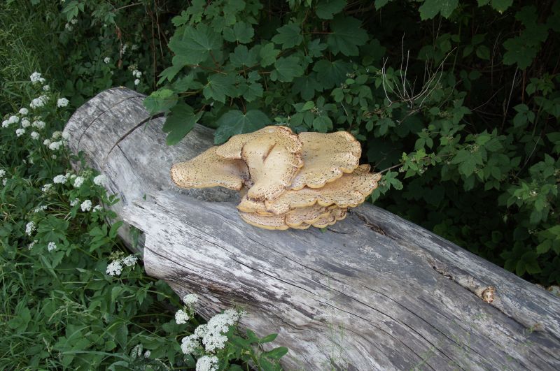 Viewing photos→2016→2016-06-12→23