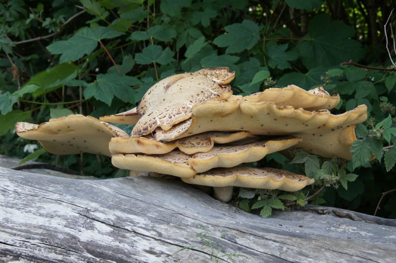 Viewing photos→2016→2016-06-12→28