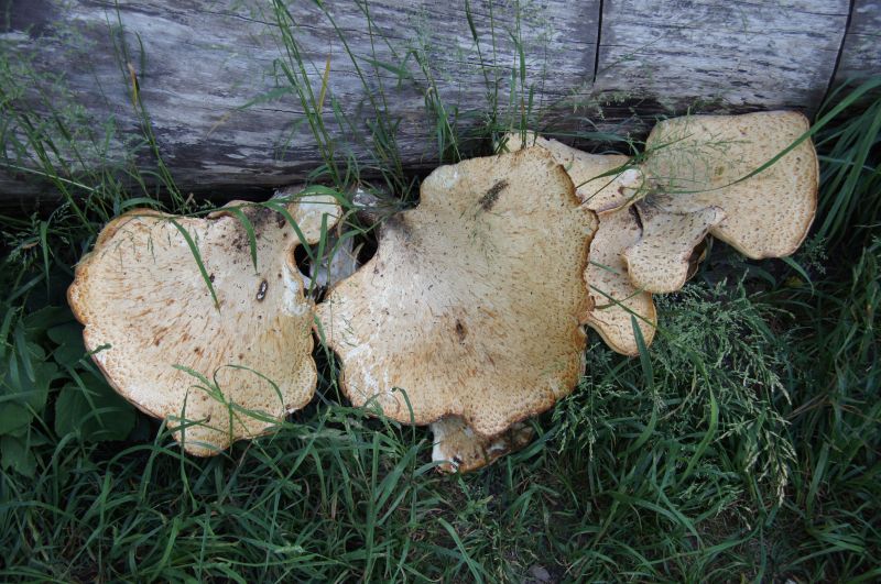 Viewing photos→2016→2016-06-12→29