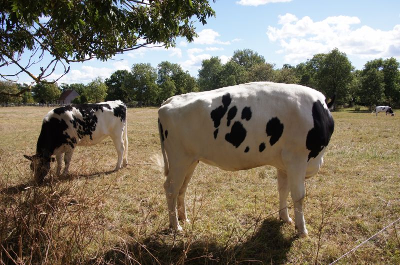 Viewing photos→2016→2016-08-11→037