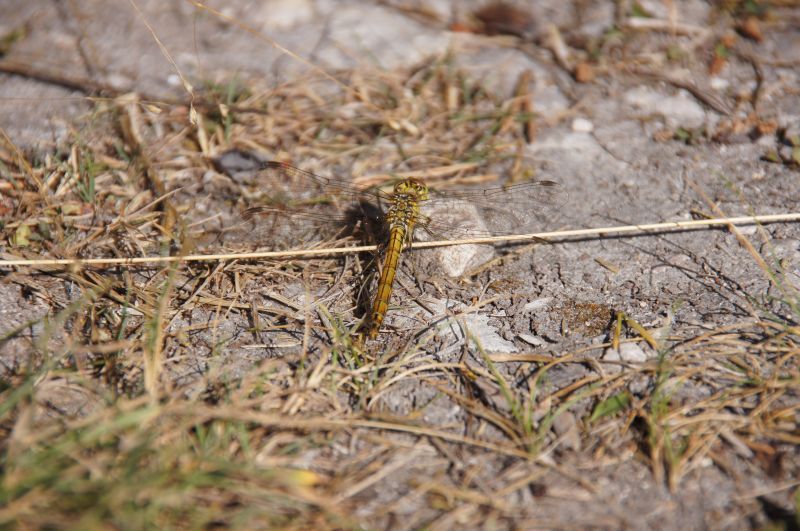 Viewing photos→2016→2016-08-11→067