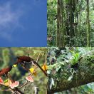 2016-12-02 - 2016-12-09<br/>
<b>Volcán Arenal, Costa Rica</b>
