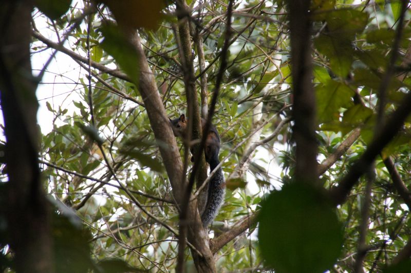 <i>Sciurus variegatoides</i> (Variegated Squirrel)