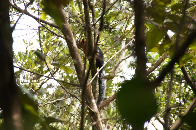 <i>Sciurus variegatoides</i> (Variegated Squirrel)