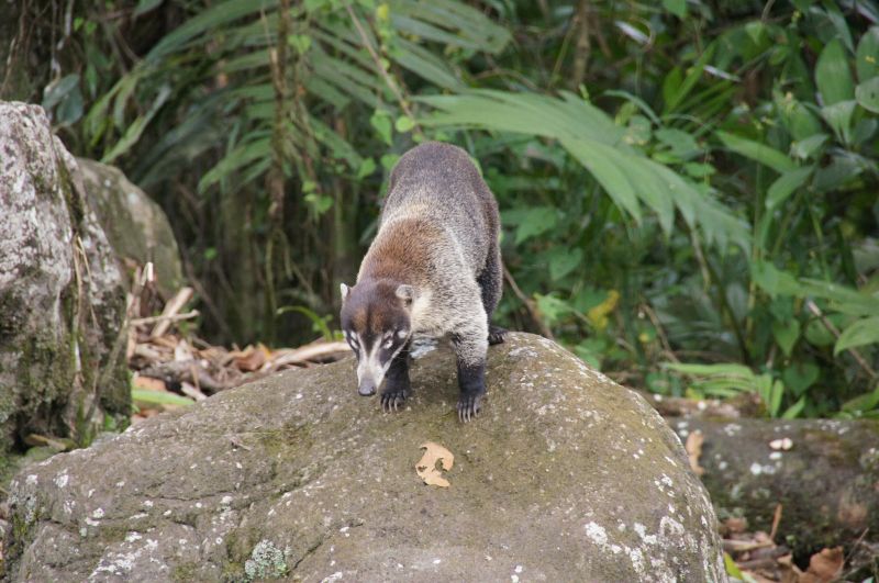 <i>Nasua narica</i> (White-nosed Coati)