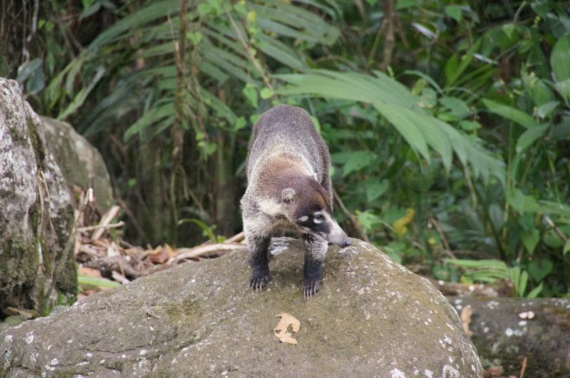 <i>Nasua narica</i> (White-nosed Coati)