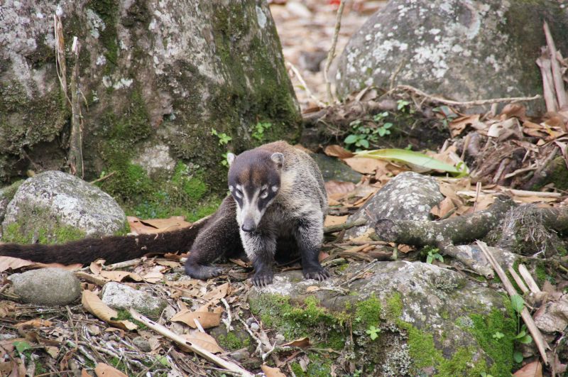 <i>Nasua narica</i> (White-nosed Coati)