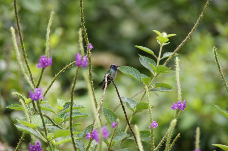 <i>Klais guimeti</i> (Violet-headed Hummingbird)