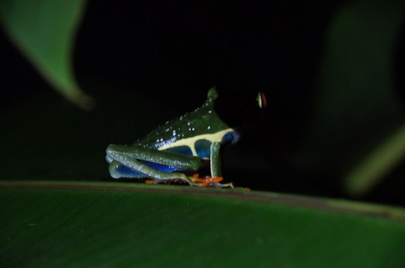 <i>Agalychnis callidryas</i> (Red-eyed Treefrog)