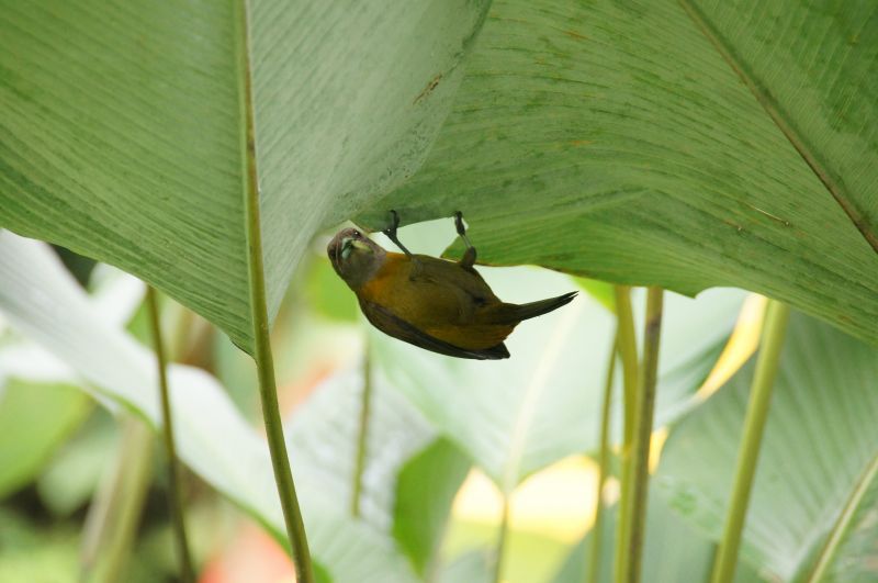 <i>Ramphocelus passerinii</i> (Passerini's Tanager)