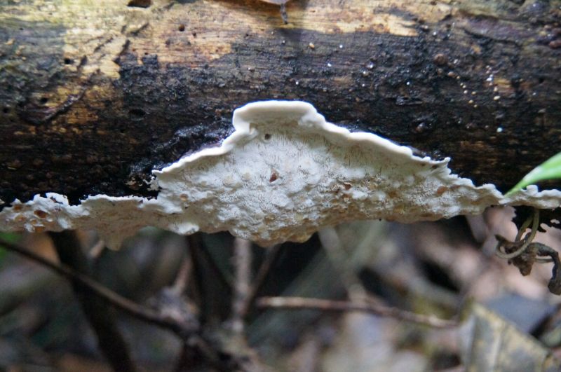 <i>Fungi</i> (Fungi Including Lichens)
