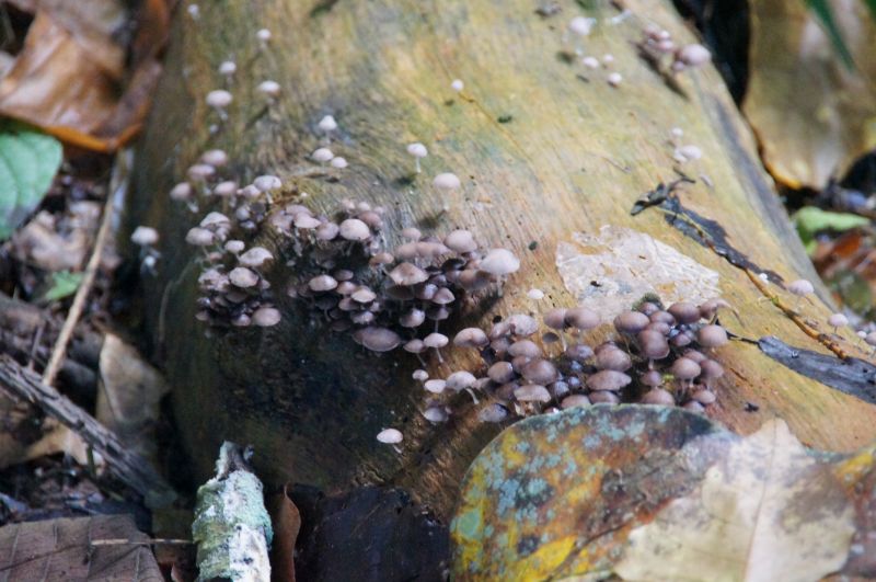 <i>Fungi</i> (Fungi Including Lichens)