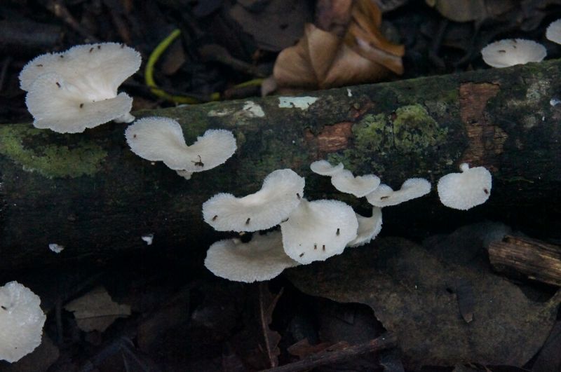 <i>Neofavolus alveolaris</i> (hexagonal-pored polypore)