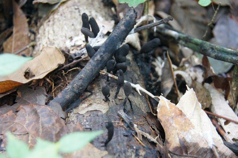 <i>Xylaria polymorpha</i> (dead man's fingers)