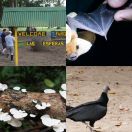 2016-12-11 - 2016-12-13<br/>
<b>Península de Osa, Costa Rica</b>
