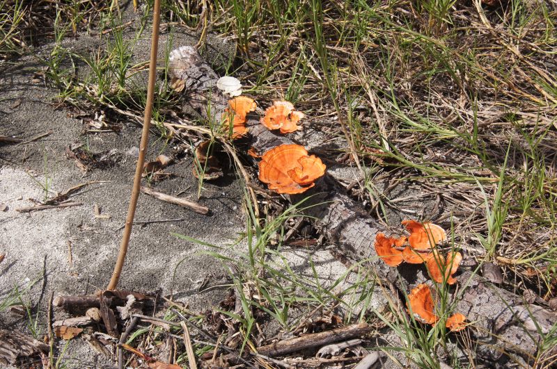 Viewing photos→2016→2016-12-15→27