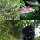 2016-12-16 - 2016-12-18<br/>
<b>Parque nacional Tortuguero, Costa Rica</b>
