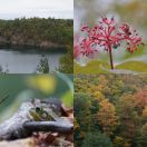 2017-10-04 - 2017-10-08<br/>
<b>Parc de la Gatineau, Québec, Canada</b>
