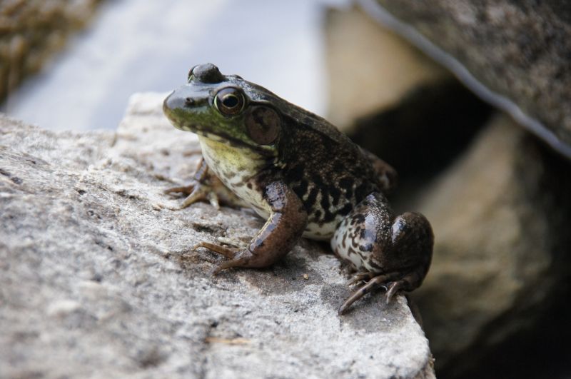 <i>Lithobates clamitans</i> (Green Frog)