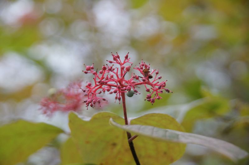 <i>Cornus</i> (dogwoods)